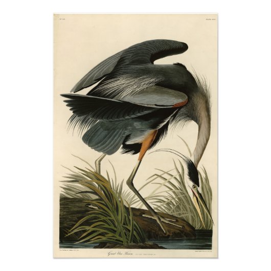 Great Blue Heron uit Audubon's Birds of America Foto Afdruk (Voorkant)
