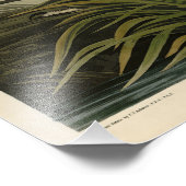 Great Blue Heron uit Audubon's Birds of America Foto Afdruk (Hoek)