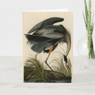 Great Blue Heron uit Audubon's Birds of America Kaart