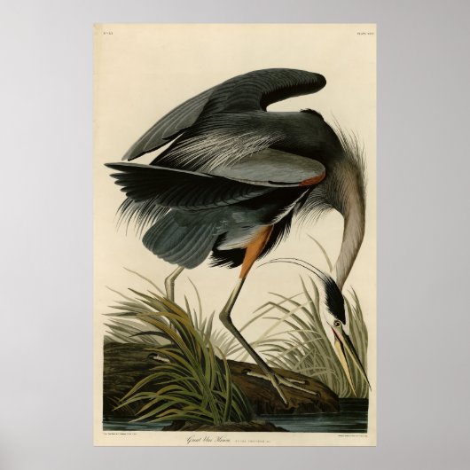Great Blue Heron uit Audubon's Birds of America Poster (Voorkant)