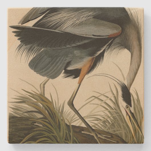 Great Blue Heron uit Audubon's Birds of America Stenen Onderzetter (Voorkant)