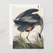 Great Blue Heron van vogels uit Amerika Briefkaart (Voorkant / Achterkant)