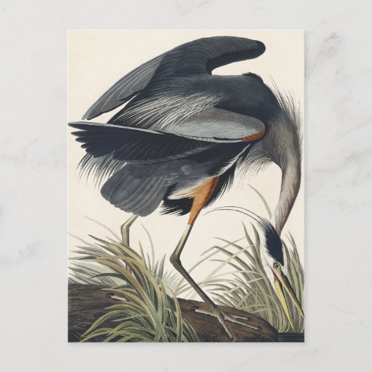 Great Blue Heron van vogels uit Amerika Briefkaart (Voorkant)