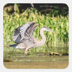 Great Blue Heron Vierkante Sticker