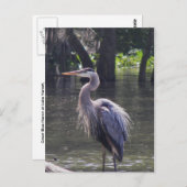 Great Blue Heron Vist voor Lunch Briefkaart (Voorkant / Achterkant)