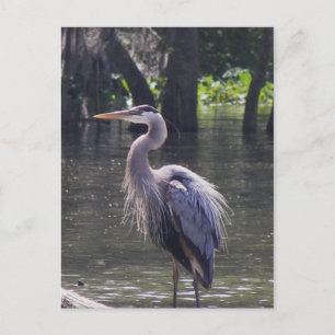 Great Blue Heron Vist voor Lunch Briefkaart