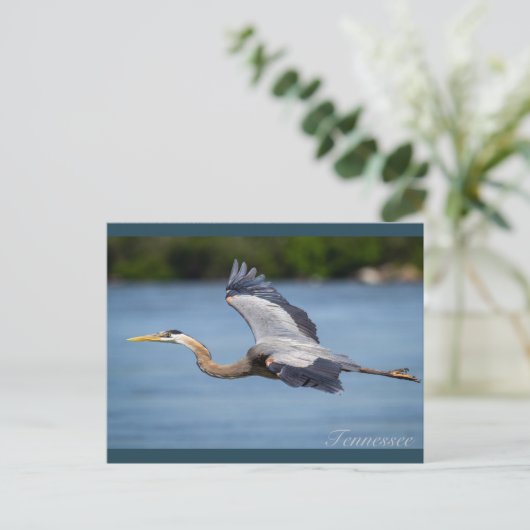 Great Blue Heron vliegt op de Tennessee-rivier Briefkaart (Staand voorkant)