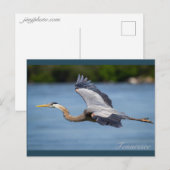 Great Blue Heron vliegt op de Tennessee-rivier Briefkaart (Voorkant / Achterkant)