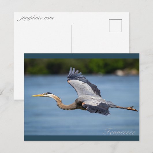 Great Blue Heron vliegt op de Tennessee-rivier Briefkaart (Voorkant / Achterkant)