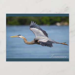 Great Blue Heron vliegt op de Tennessee-rivier Briefkaart