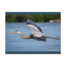 Great Blue Heron vliegt op de Tennessee-rivier