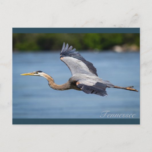 Great Blue Heron vliegt op de Tennessee-rivier Briefkaart (Voorkant)