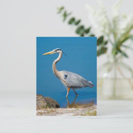 Great Blue Heron Wading Briefkaart (Staand voorkant)