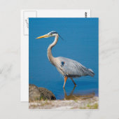 Great Blue Heron Wading Briefkaart (Voorkant / Achterkant)