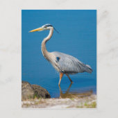 Great Blue Heron Wading Briefkaart (Voorkant)