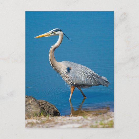 Great Blue Heron Wading Briefkaart (Voorkant)
