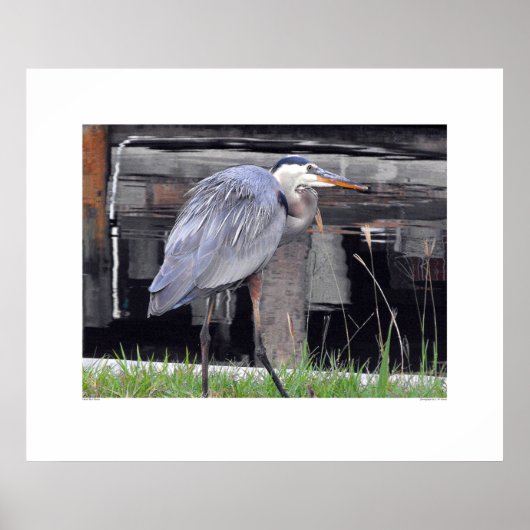 Great Blue Heron Waiting Poster (Voorkant)