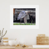 Great Blue Heron Waiting Poster (Keuken)