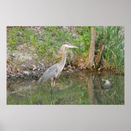 Great Blue Heron Woodland Poster (Voorkant)