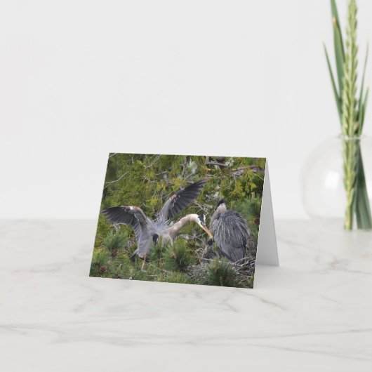 Great Blue Herons en hun Baby Kaart (Voorkant)