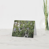 Great Blue Herons Nesting Kaart (Voorkant)