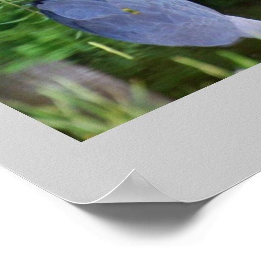 Great Blue Zen Poster (Hoek)