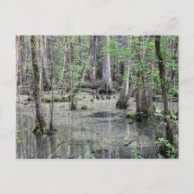 Great Braided Swamp Briefkaart