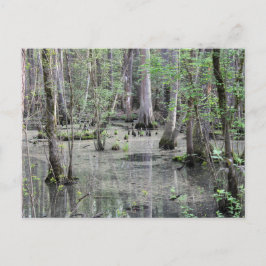 Great Braided Swamp Briefkaart