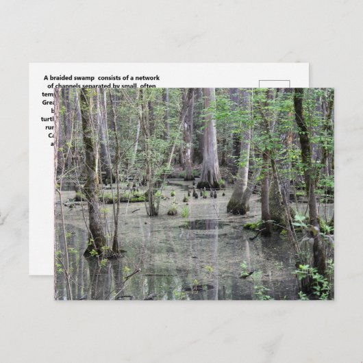 Great Braided Swamp Briefkaart (Voorkant / Achterkant)