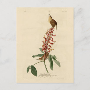 Great Carolina Wren - Audubon's Birds of America Briefkaart