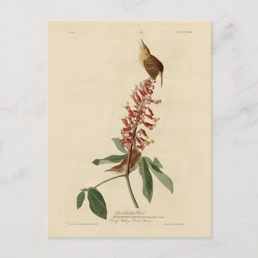Great Carolina Wren - Audubon's Birds of America Briefkaart (Voorkant)