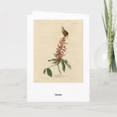 Great Carolina Wren - Audubon's Birds of America Kaart (Achterkant)