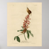Great Carolina Wren - Audubon's Birds of America Poster (Voorkant)