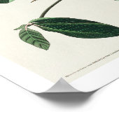 Great Carolina Wren door het Poster Audubon (Hoek)