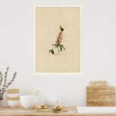 Great Carolina Wren Poster (Keuken)