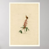 Great Carolina Wren Poster (Voorkant)
