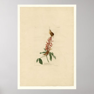 Great Carolina Wren Poster