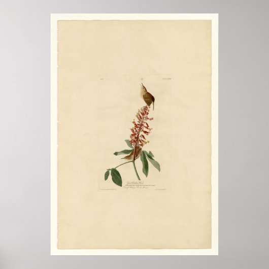 Great Carolina Wren Poster (Voorkant)