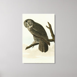 Great Cinereous Owl from Audubon Birds of America Canvas Afdruk