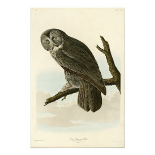 Great Cinereous Owl from Audubon Birds of America Foto Afdruk