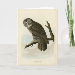 Great Cinereous Owl from Audubon Birds of America Kaart