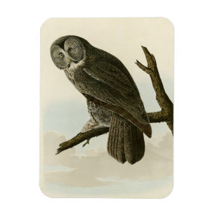 Great Cinereous Owl from Audubon Birds of America Magneet