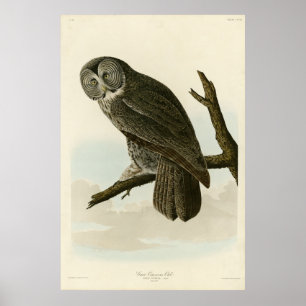 Great Cinereous Owl from Audubon Birds of America Poster