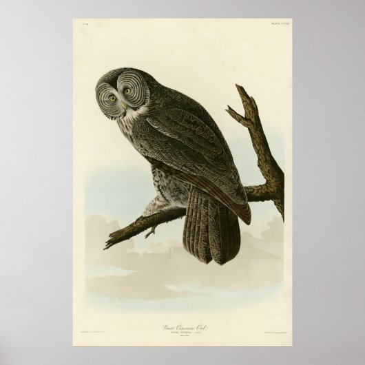 Great Cinereous Owl from Audubon Birds of America Poster (Voorkant)