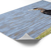 Great Cormorant Poster (Hoek)