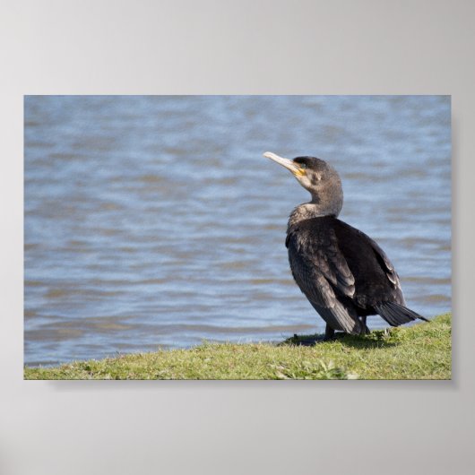 Great Cormorant Poster (Voorkant)