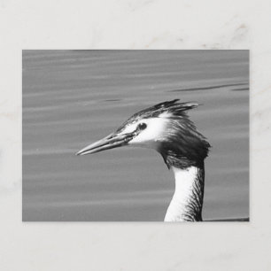 Great Crested Grebe-Briefkaart Feestdagenkaart