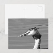 Great Crested Grebe-Briefkaart Feestdagenkaart (Voorkant / Achterkant)