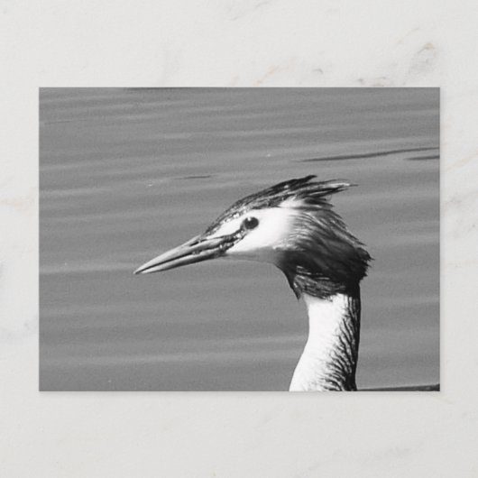 Great Crested Grebe-Briefkaart Feestdagenkaart (Voorkant)