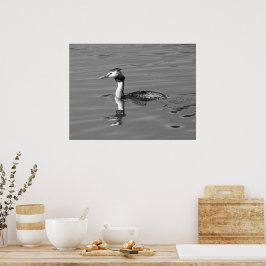 Great Crested Grebe-Poster Poster